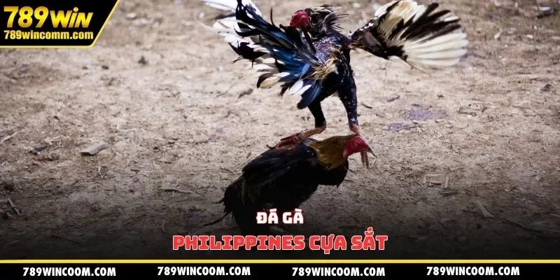 Đá gà Philippines cựa sắt