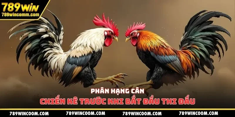 Phân hạng cân chiến kê trước khi bắt đầu thi đấu