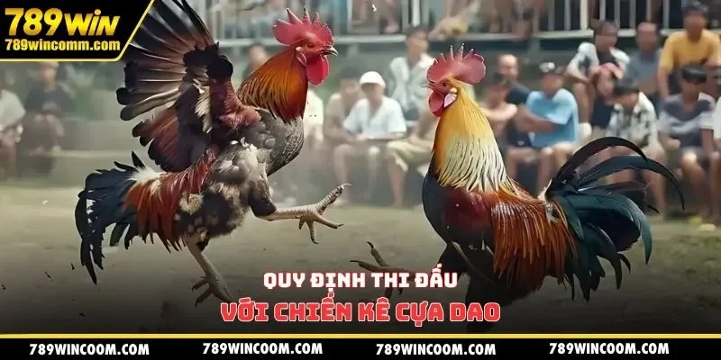 Quy định thi đấu với chiến kê cựa dao