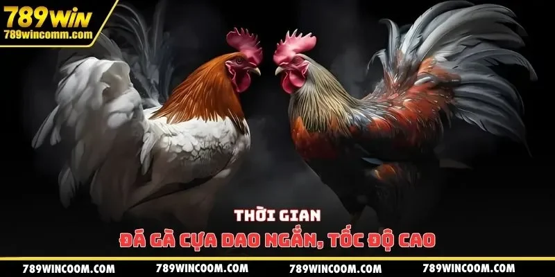 Thời gian đá gà cựa dao ngắn, tốc độ cao