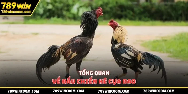 Tổng quan về đấu chiến kê cựa dao