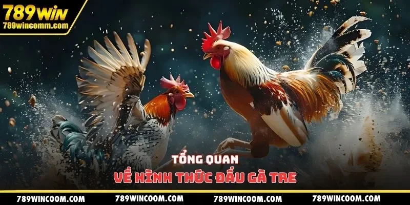 Tổng quan về hình thức đấu gà tre